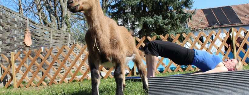 Ziegenyoga, Goat Yoga